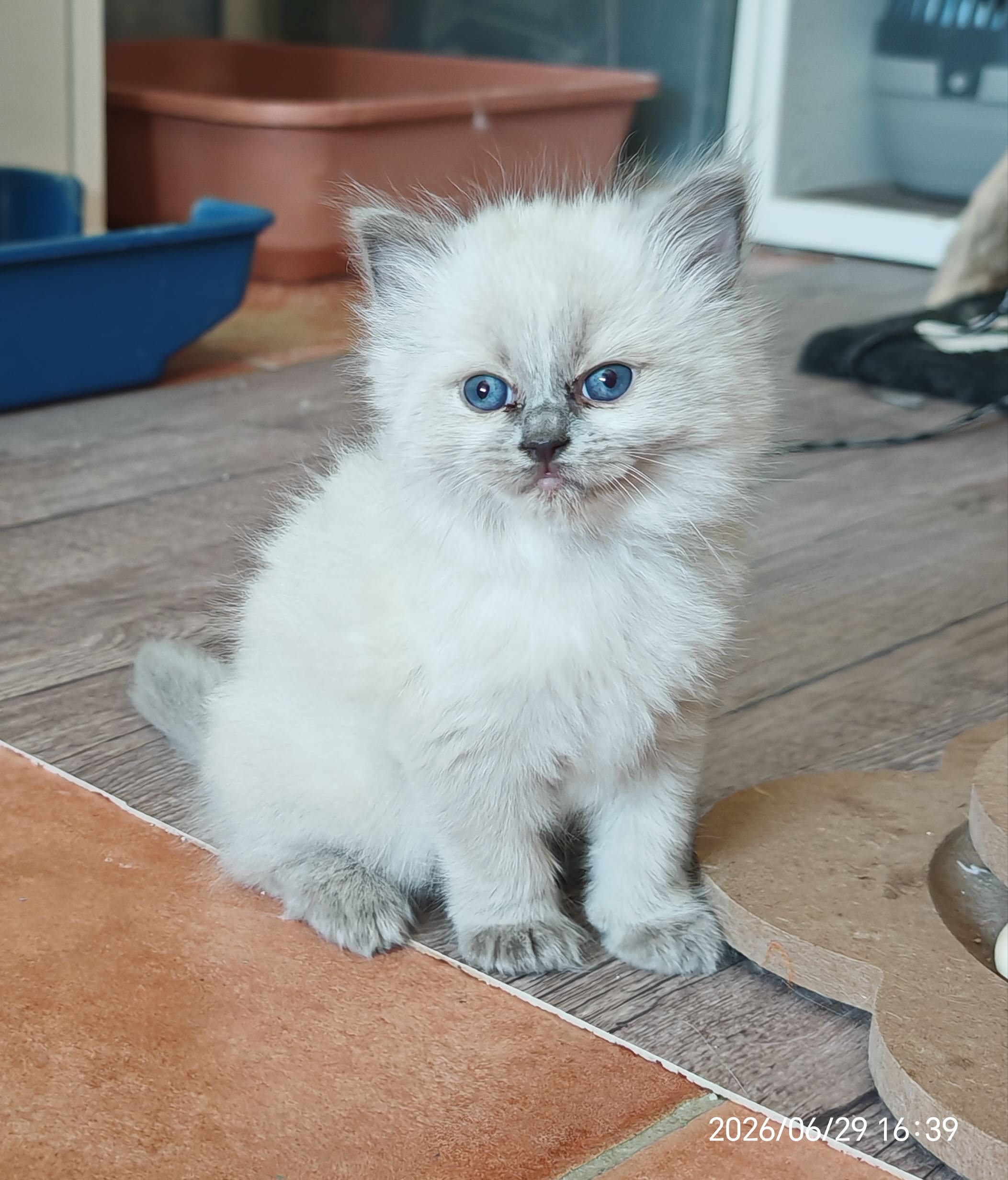Bamba